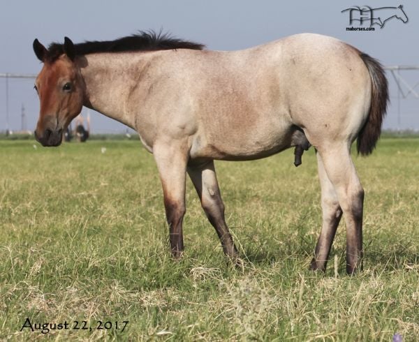 Roany Saltita's 2017 Colt